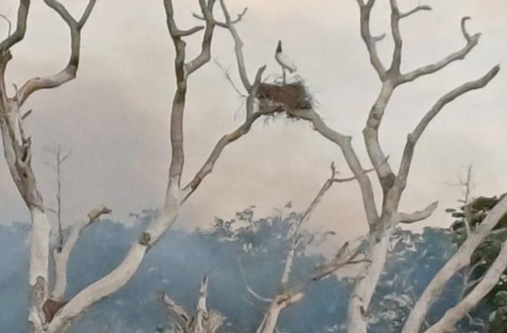 De ninho com tuiuiús até onça: socorristas monitoram animais por conta de incêndios no Pantanal